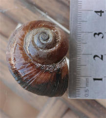 Lanistes boltenianus