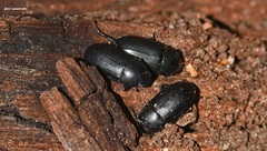 Opatroides punctulatus