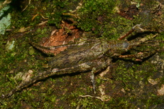 Dasyscelus