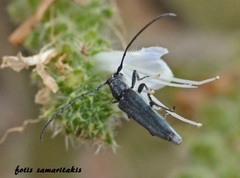Phytoecia coerulescens cretensis