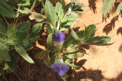 Blepharis diversispina