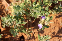 Blepharis diversispina