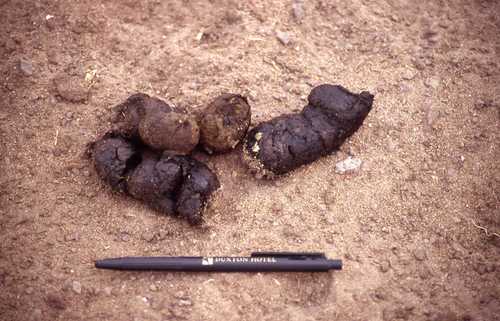Lycaon pictus