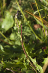 Campanula tridentata biebersteiniana