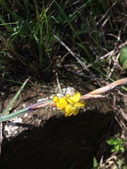 Sisyrinchium brasiliense