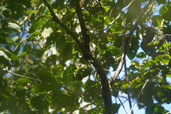 Lepidocolaptes lacrymiger