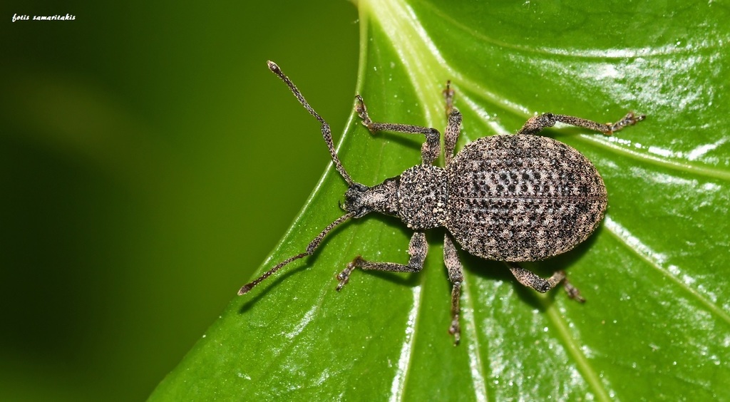 Otiorhynchus obesus
