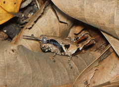 Eujivarus meridionalis