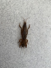 Neocurtilla