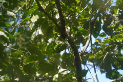 Lepidocolaptes lacrymiger