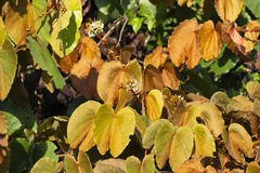 Phanera aureifolia