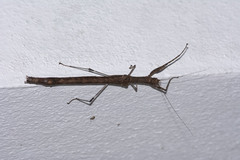 Sosibia