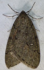 Paleacrita merriccata