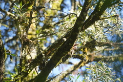 Lepidocolaptes lacrymiger