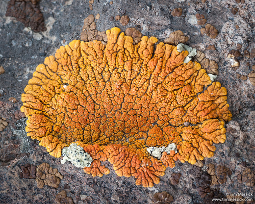 Puikioji geltonkerpė nuotrauka