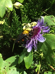 Passiflora amethystina