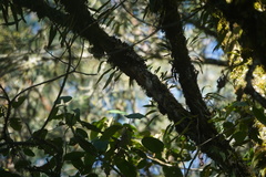 Lepidocolaptes lacrymiger