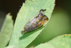 Dichrorampha sedatana