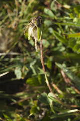 Campanula tridentata biebersteiniana