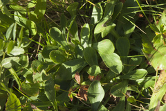 Campanula tridentata biebersteiniana