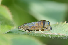 Dichrorampha sedatana