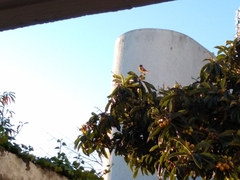 Icterus bullockii