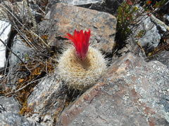 Matucana haynii herzogiana