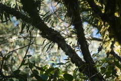 Lepidocolaptes lacrymiger