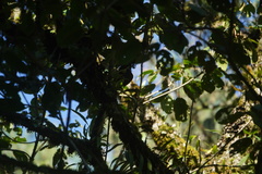 Lepidocolaptes lacrymiger