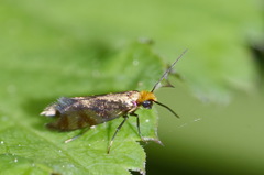 Micropterix tunbergella