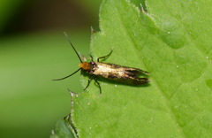 Micropterix tunbergella