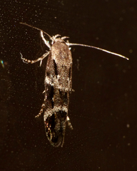 Mompha sturnipennella