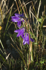 Campanula collina