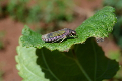 Oncometopia facialis