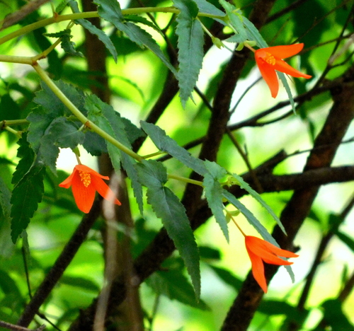 Bégonia de Bolivie 3