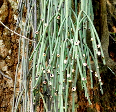 Rhipsalis floccosa