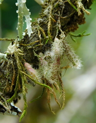 Pfeiffera ianthothele