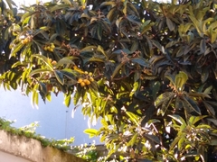Piranga ludoviciana