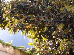Piranga ludoviciana