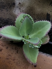 Kalanchoe laetivirens