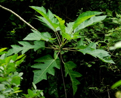 Vasconcellea quercifolia