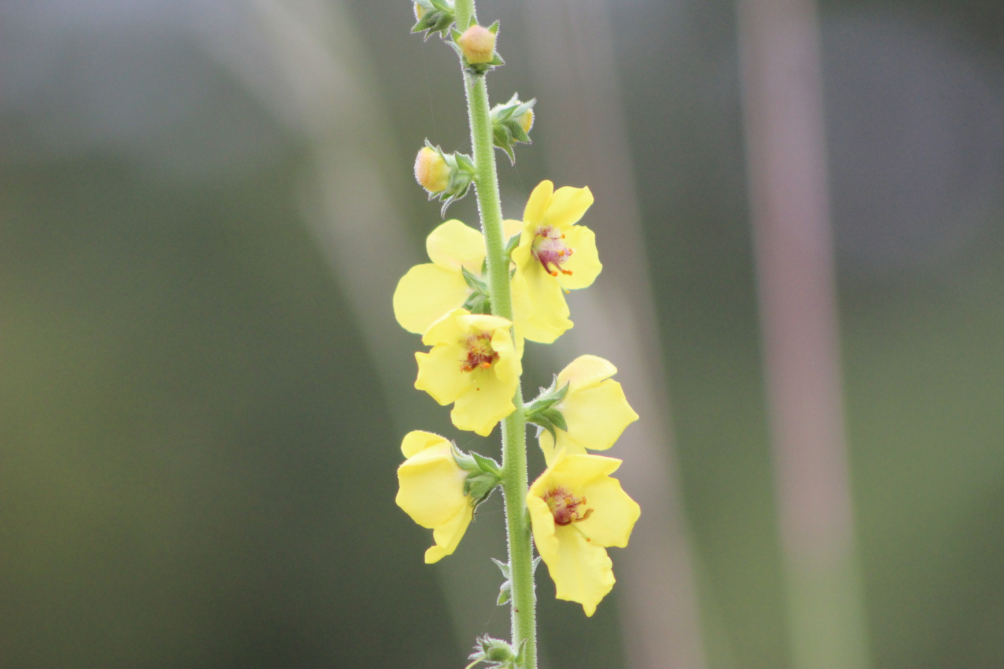 Verbascum virgatum