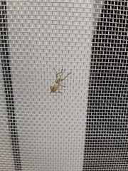 Pantomorus cinerosus