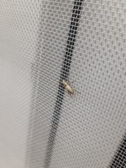 Pantomorus cinerosus