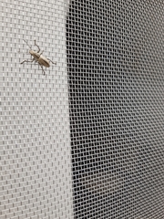 Pantomorus cinerosus