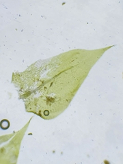 Rhynchostegium megapolitanum