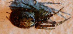 Araneae