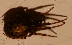 Araneae