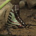 Eurytides anaxilaus - Photo (c) Lepidoptera Colombiana 🇨🇴, algunos derechos reservados (CC BY-NC), subido por Lepidoptera Colombiana 🇨🇴
