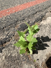 Platanus × hispanica